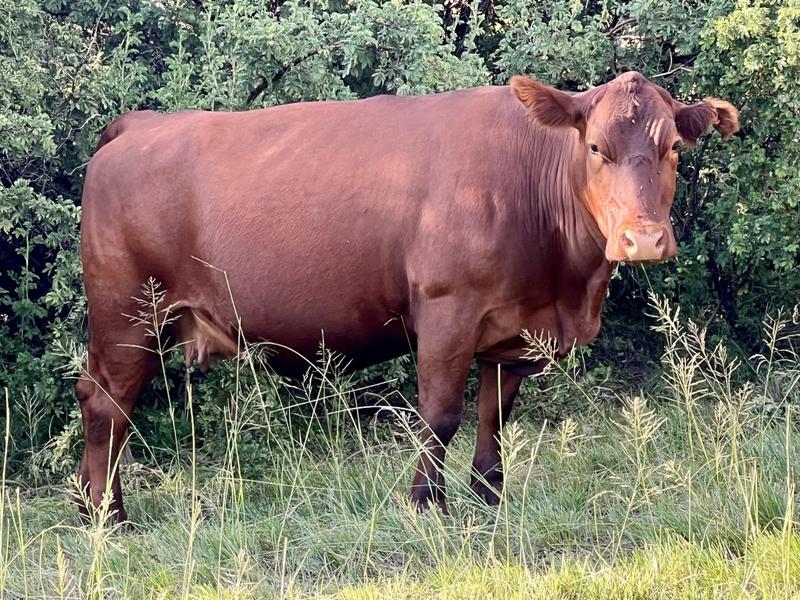 0 Bedroom Property for Sale in Fouriesburg Free State